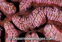 Mussid Coral (Symphyllia sp.) detail. Great Barrier Reef, Queensland, Australia