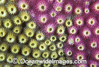 Acroporid Coral (Astreopora myriophthalma) - detail. Great Barrier Reef, Queensland, Australia