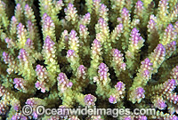 Acropora Coral (Acropora sp.) detail. Great Barrier Reef, Queensland, Australia