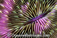 Mushroom Coral (Fungia scutaria) detail. Great Barrier Reef, Queensland, Australia