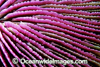 Mushroom Coral (Fungiidae sp.) detail. Great Barrier Reef, Queensland, Australia