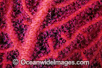 Gorgonian Fan Coral detail. Great Barrier Reef, Queensland, Australia