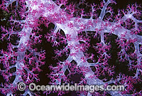 Soft Coral (Dendronephthya sp.) detail. Great Barrier Reef, Queensland, Australia