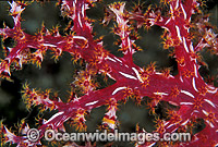 Soft Coral (Dendronephthya sp.) detail. Great Barrier Reef, Queensland, Australia