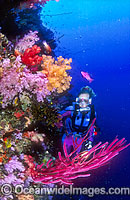 Scuba Diver exploring undersea dropoff decorated in Dendronephthya Soft Corals. Indo-Pacific