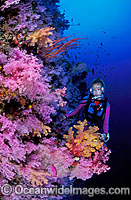 Scuba Diver exploring undersea dropoff decorated in Dendronephthya Soft Corals. Indo-Pacific