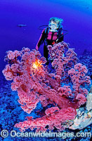 Scuba Diver with a huge red Dendronephthya Soft Coral tree. Great Barrier Reef, Queensland, Australia