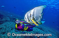 Scuba Diver with Round Batfish (Platax teira). Heron Island, Great Barrier Reef, Queensland, Australia