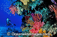 Scuba Diver exploring a Coral reef. Great Barrier Reef, Queensland, Australia