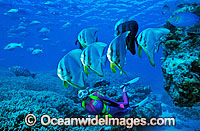 Scuba Diver with schooling Round Batfish (Platax teira). Heron Island, Great Barrier Reef, Queensland, Australia