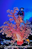 Meri explores red soft coral tree