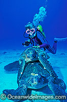Scuba Diver with mating Green Sea Turtles (Chelonia mydas). Great Barrier Reef, Queensland, Australia. Found in tropical and warm temperate seas worldwide. Listed on the IUCN Red list as Endangered species.