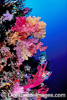 Scuba Diver exploring undersea dropoff decorated in Dendronephthya Soft Corals. Indo-Pacific