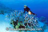 Scuba diver exploring staghorn coral
