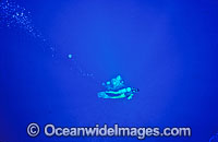 Scuba Diver in deep clear blue water. Great Barrier Reef, Queensland, Australia