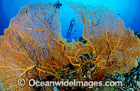 Scuba Diver and huge yellow Gorgonian Fan Coral. Great Barrier Reef, Queensland, Australia