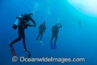 Scuba divers doing a safety decompression safety stop close to the surface after a deep dive. Photo taken at Heron Island, Great Barrier Reef, Queensland, Australia.