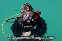 Diver wearing an underwater communications breathing mask. Photo taken at Heron Island, Great Barrier Reef, Australia.