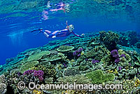 Female Snorkel Diver exploring Acropora Coral reef. Great Barrier Reef, Queensland, Australia