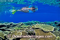 Female Snorkel Diver / Snorkeler exploring Acropora Coral reef. Great Barrier Reef, Queensland, Australia
