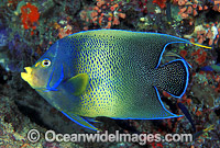 Blue Angelfish (Pomacanthus semicirculatus). Also known as Semi-circle Angelfish and Half-circled Angelfish. Great Barrier Reef, Queensland, Australia