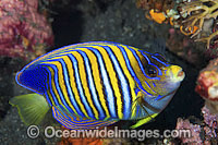 Regal Angelfish (Pygoplites diacanthus). Found throughout the Indo-Pacific, including the Great Barrier Reef, Australia.