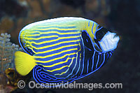 Emperor Angelfish (Pomacanthus imperator), adolescent. Found throughout the Indo-Pacific, including the Great Barrier Reef, Australia.