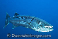 Great Barracuda (Sphyraena barracuda). Found throughout all tropical seas. Photo taken at Great Barrier Reef, Queensland, Australia. Potentially dangerous.