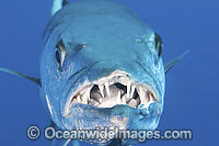 Great Barracuda (Sphyraena barracuda) - showing teeth. Found throughout all tropical seas, including the Great Barrier Reef, Australia. This species is potentially dangerous. Within the Coral Triangle.