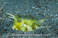 Long-horn Cowfish (Lactoria cornuta). Also known as Boxfish. Found throughout Indo Pacific, usually seen on mud or sandy habitats in bays, harbours and estuaries. Photo taken at Tulamben, Bali, Indonesia