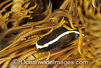 One-stripe Featherstar Clingfish (Discotrema sp). Secretly lives in yellow and orange featherstars. Only found in Indonesia and the Great Barrier Reef, Australia