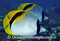Lined Butterflyfish (Chaetodon lineolatus). Great Barrier Reef, Queensland, Australia