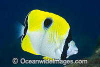 Teardrop Butterflyfish (Chaetodon unimaculatus). Found throughout the central Pacific, including the Great Barrier Reef, Queensland, Australia.