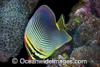 Pacific Triangular Butterflyfish (Chaetodon triangulum). Found throughout the Indo-West Pacific, including the Great Barrier Reef, Australia. Photo taken off Anilao, Philippines. Within the Coral Triangle.