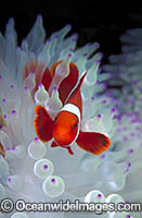 Spine-cheek Anemonefish (Premnas biaculeatus) amongst anemone tentacles. Also known as Tomato Clownfish. Great Barrier Reef, Queensland, Australia