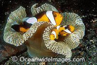 Panda Clownfish (Perca polymnus) - family amongst anemone tentacles. Also known as Saddleback Anemonefish. Milne Bay, Papua New Guinea