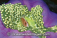 Pink Anemonefish (Amphiprion perideraion) amongst anemone tentacles. Great Barrier Reef, Queensland, Australia