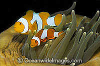 Western Clownfish (Amphiprion ocellaris). Found in association with large sea anemones throughout Indonesia, ranging to Andaman Sea. Also found in north-western Australia.