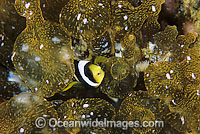 Clark's Anemonefish (Amphiprion clarkii) - juvenile in anemone tips. Found in association with large sea anemones throughout Indo-West Pacific, including the Great Barrier Reef. Geographically highly variable in colour and form.