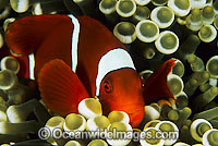 Spine-cheek Anemonefish (Premnas biaculeatus). Found in association with large sea anemones throughout West Pacific, ranging to Andaman Sea, including Great Barrier Reef.