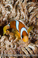 Clark's Anemonefish (Amphiprion clarkii). Found in association with large sea anemones throughout Indo-West Pacific, including the Great Barrier Reef. Geographically highly variable in colour and form.