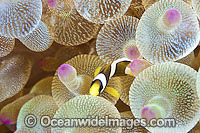 Clark's Anemonefish (Amphiprion clarkii), juvenile. Found in association with sea anemones throughout Indo-West Pacific, including the Great Barrier Reef, Australia. Geographically highly variable in colour and form.