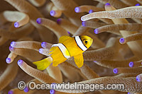 Clark's Anemonefish (Amphiprion clarkii), juvenile in a Sea Anemone. Found throughout Indo-West Pacific, including the Great Barrier Reef, Australia. Geographically highly variable in colour and form.