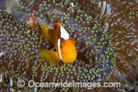 White-bonnet Anemonefish (Amphiprion leucokranos), in a sea anemone. Found in association with sea anemones from northern Papua New Guinea to the Solomon Islands. Photo was taken at Milne Bay, Papua New Guinea. Within the Coral Triangle.