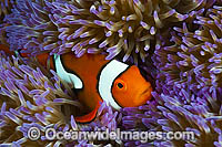 Eastern Clownfish (Amphiprion percula), in a sea anemone. Also known as Eastern Anemonefish or Clown Anemonefish. Found from northern Papua New Guinea to the Solomon Islands and northern Great Barrier Reef, Australia.