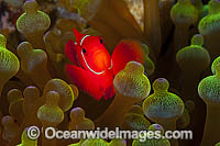Spine-cheek Anemonefish (Premnas biaculeatus). Found in association with sea anemones throughout the Indo-Pacific, including northern Great Barrier Reef, Australia. Photo taken in Papua New Guinea. Within the Coral Triangle.