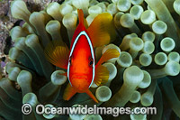 Spine-cheek Anemonefish (Premnas biaculeatus). Found in association with large sea anemones throughout West Pacific, ranging to Andaman Sea, including Great Barrier Reef and Coral Triangle.