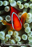 Spine-cheek Anemonefish (Premnas biaculeatus). Found in association with large sea anemones throughout West Pacific, ranging to Andaman Sea, including Great Barrier Reef and Coral Triangle.