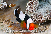 Panda Clownfish (Amphiprion polymnus), adult and juvenile with eggs. Also known as Saddleback Anemonefish. Found in association with sea anemones throughout the Indo-West Pacific, with geographical colour variations. Anilao, Philippines. Coral Triangle.