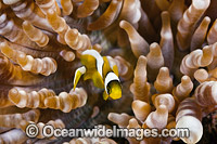 Clark's Anemonefish (Amphiprion clarkii) - juvenile in anemone tips. Found in association with large sea anemones throughout Indo-West Pacific, including the Great Barrier Reef. Geographically highly variable in colour and form.